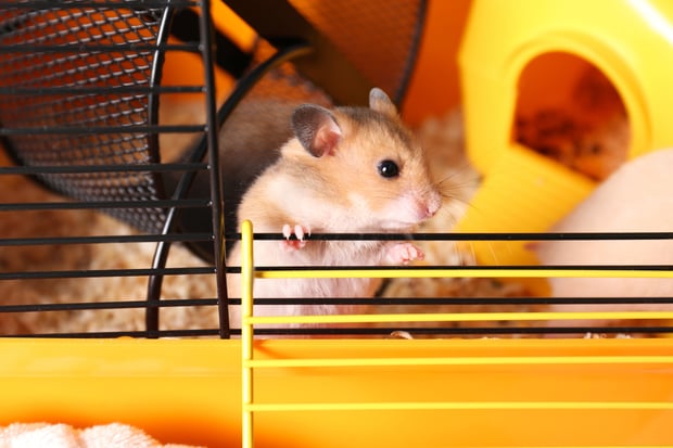 cute hamster inside cage