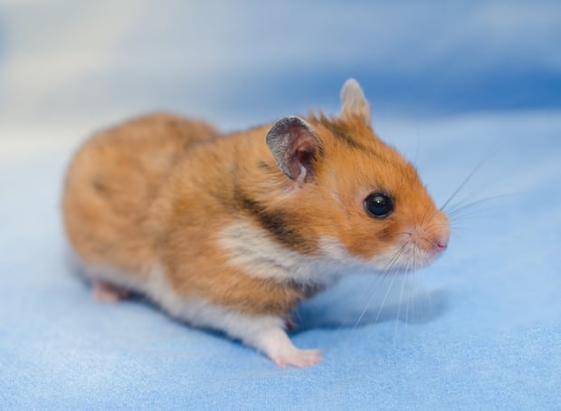 Syrian hamster