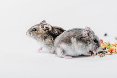 feeding an hamster with a healthy schedule