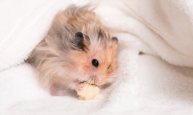 fluffy hamster eating