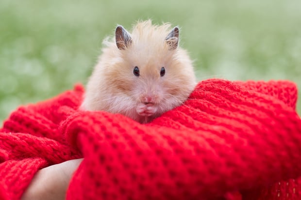 fluffy syrian hamster eating