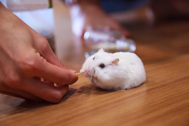 reward your hamster with a treat