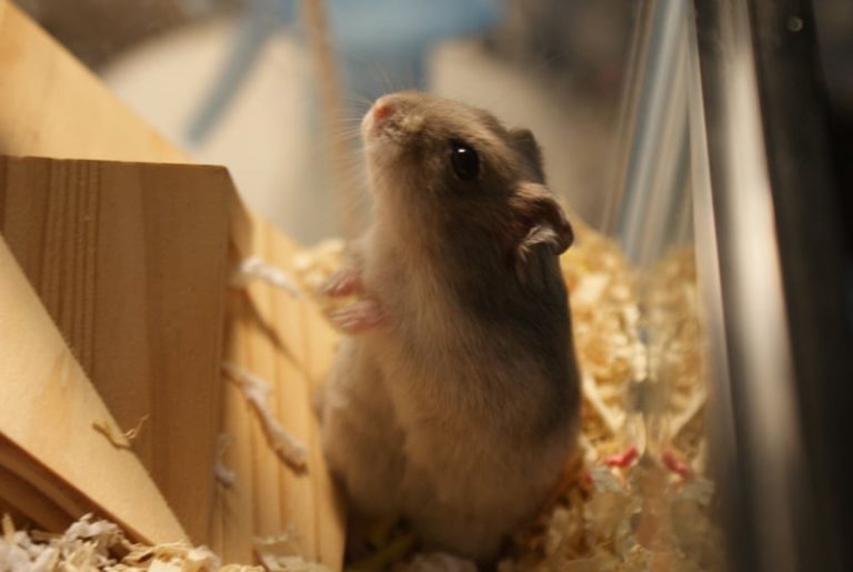 Hamster Body Language: A Quick Guide For New Owners – Hamsteropedia