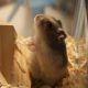 hamster behavior
