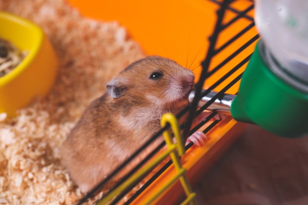 hamster drinking from water bottle