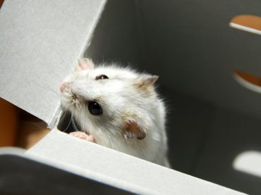 hamster facts for new pet owners