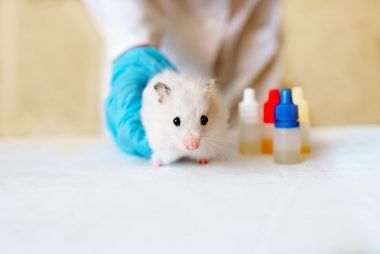 hamster getting a shot at the veterinarian