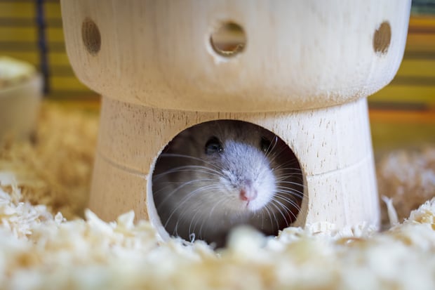 hamster hiding in toy castle