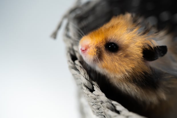 hamster in a basket