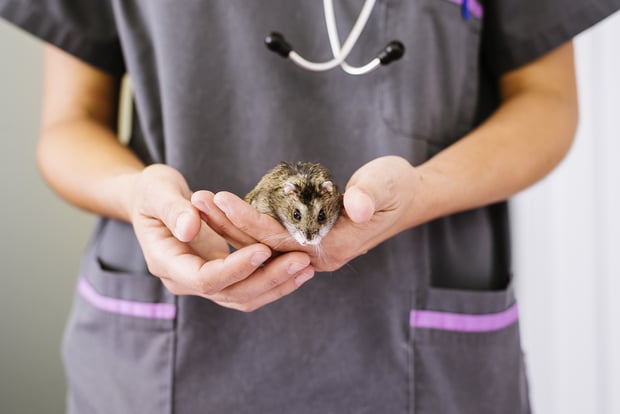 hamster in vet's hands
