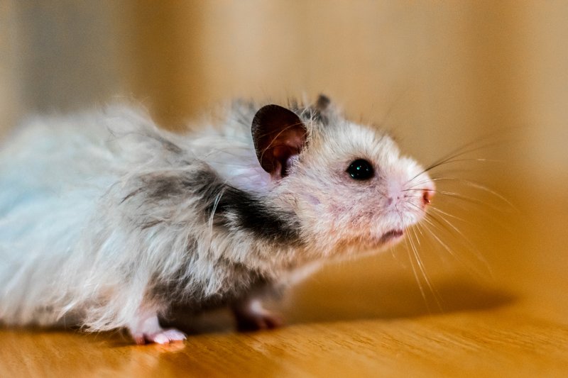 hamster losing hair