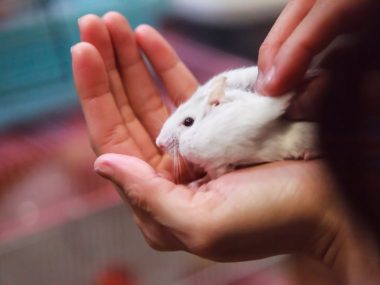 hamster mites and treatments