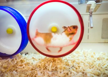 hamster running on a wheel