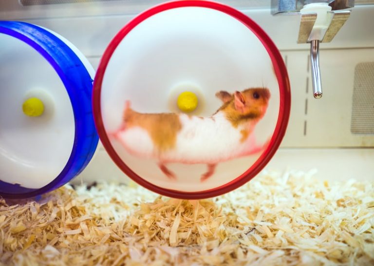 Why Do Hamsters Run on Wheels? A DataBacked Answer Hamsteropedia