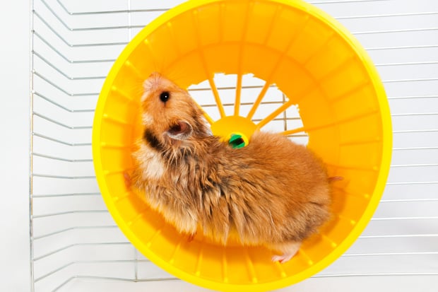 hamster running on a wheel