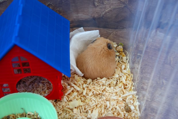 hamster sleeping in cage