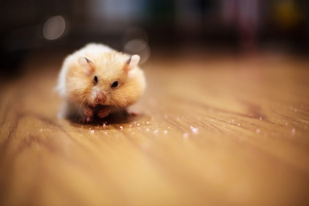 hamster stuffing its cheeks