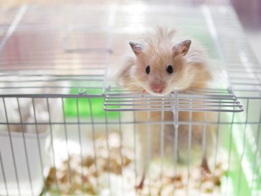hamster trying to escape cage