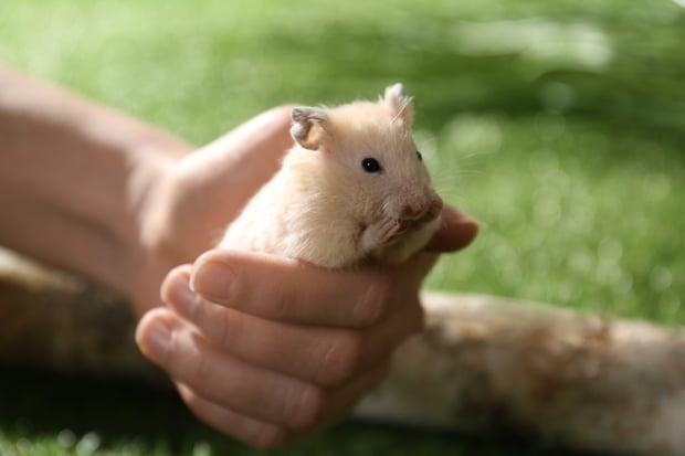 handling a hamster