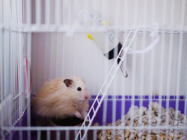 light beige hamster in a cage
