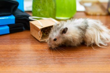 long haired hamster