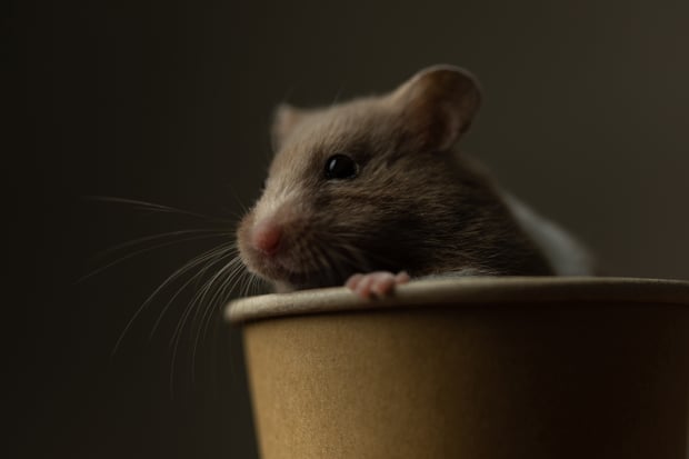sad hamster hiding in a cup