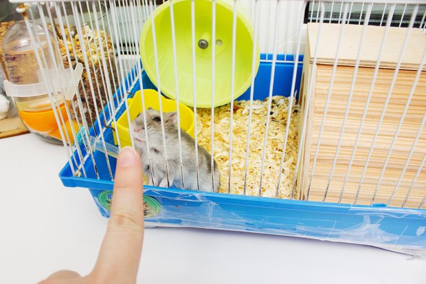 stressed hamster in cage