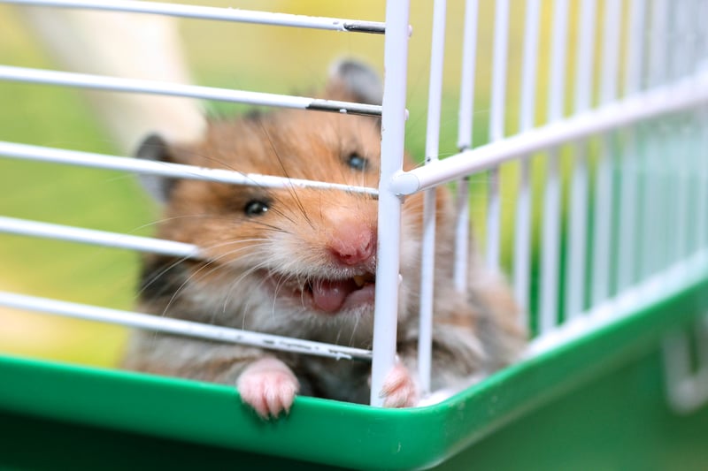 syrian hamster gnaws cage
