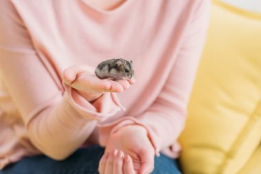 wet tail in hamsters