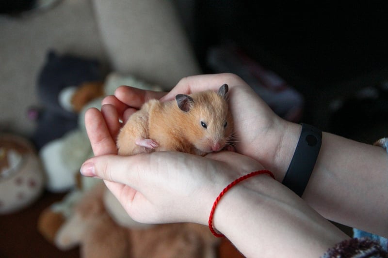 woman holding hamster in her hands