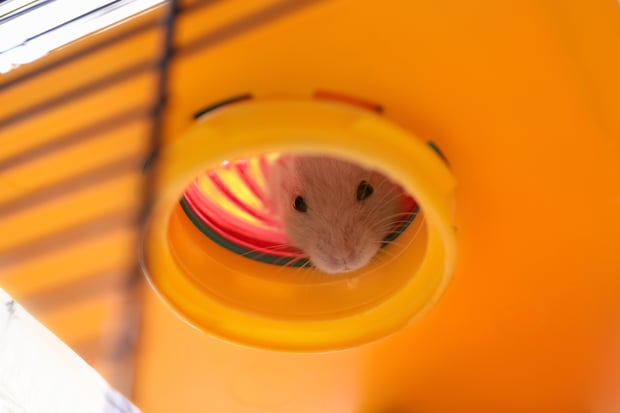 cute little hamster playing in a tube