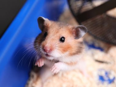 cute little hamster in cage