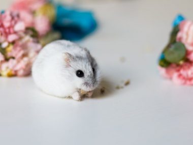 cute little hamster near flowers