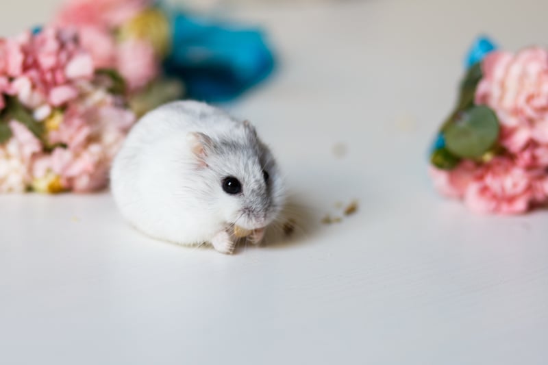 cute little hamster near flowers