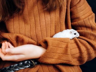 cute white hamster in arms
