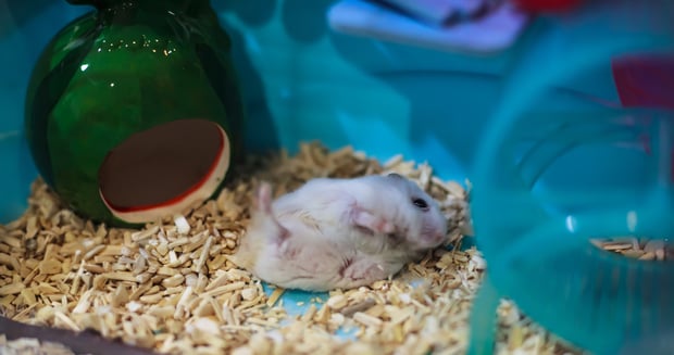 hamster rubs against its bedding