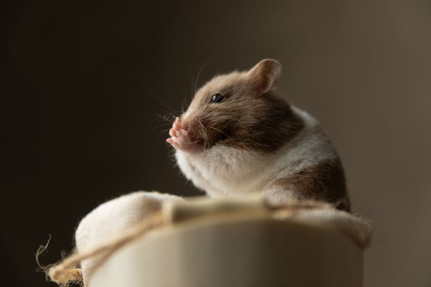 hamster smelling his palms