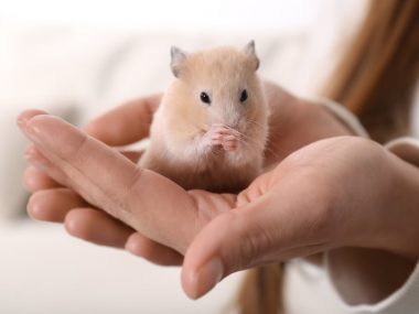 holding a cute hamster
