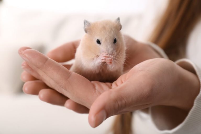 How To Pick Up a Hamster Without Scaring It? Hamsteropedia