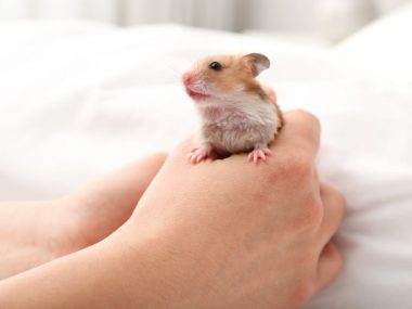 holding your hamster