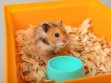 how to potty train your hamster