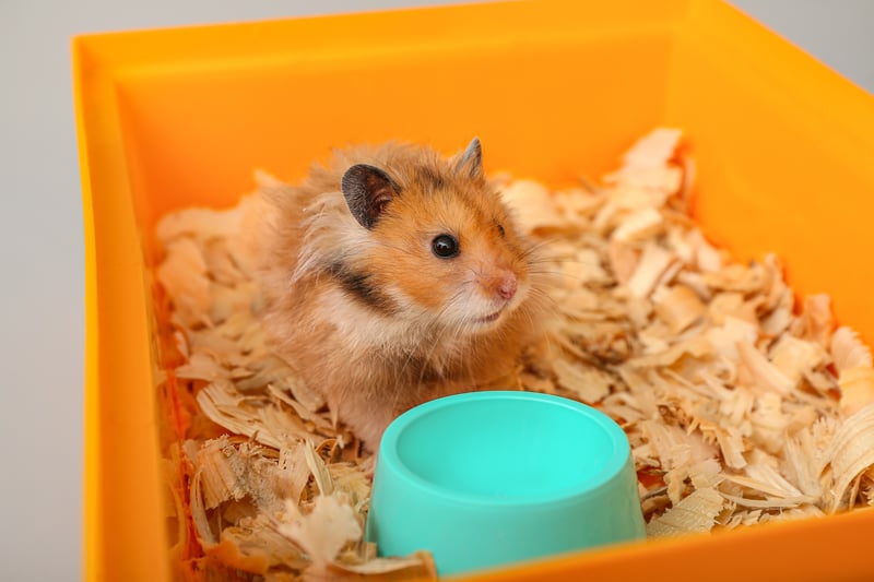how to potty train your hamster