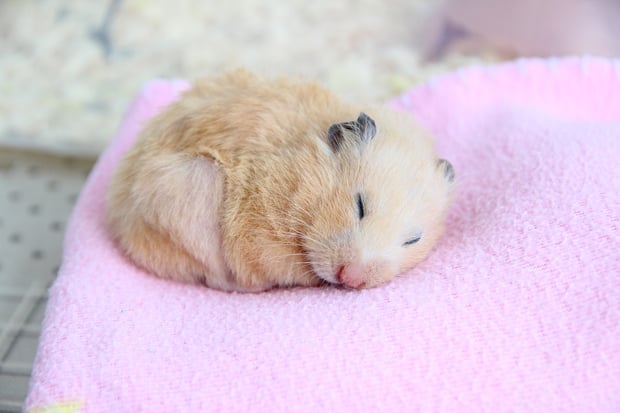 make dying hamster comfortable
