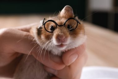 smart hamster wearing glasses