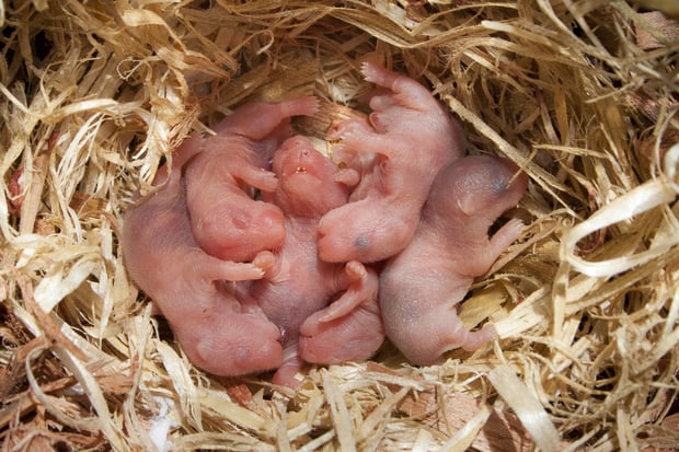 baby hamsters