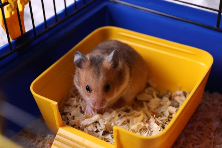 Do Hamsters Eat Their Poop? A DataBacked Study Hamsteropedia