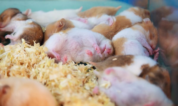 do hamsters hibernate