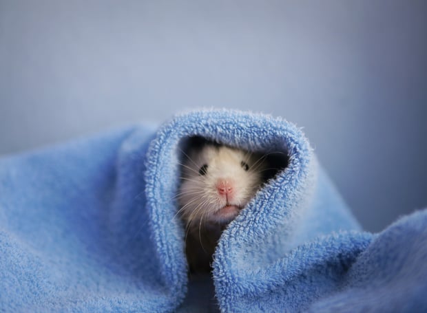 dry hamster with a towel