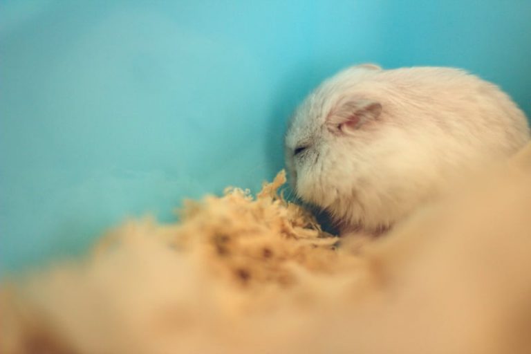 Why Is My Hamster Not Moving? 8 Signs To Get Worried Hamsteropedia