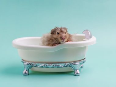 hamster bath